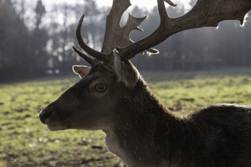 Damhirsch auf Lichtung