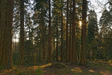 giant redwood sequoia tree in the sunlight