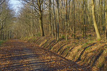 sunny forest in early winter