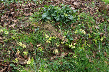 Komposthaufen von Friedhof 