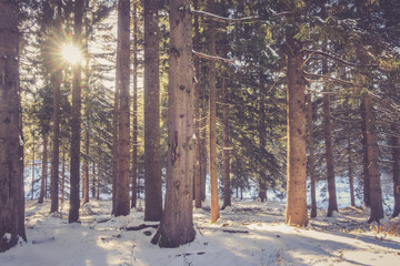 Sonnenschein bricht durch verschneiten Wald, Filter