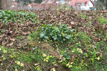 Komposthaufen von Friedhof 