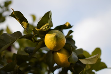 Coppia di limoni