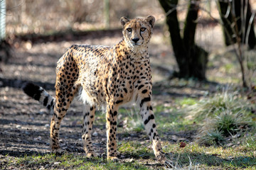 Gepard - Acinonyx jubatus