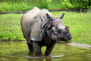 Fototapeta premium Indisches Panzernashorn - Rhinozeros