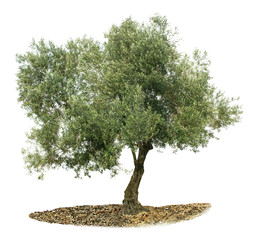 Olivenbaum auf weiß