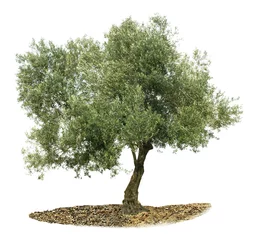 Abwaschbare Fototapete Olivenbaum Olivenbaum auf weiß