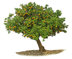 Obraz premium Orange tree on white background