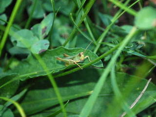 Green grasshopper