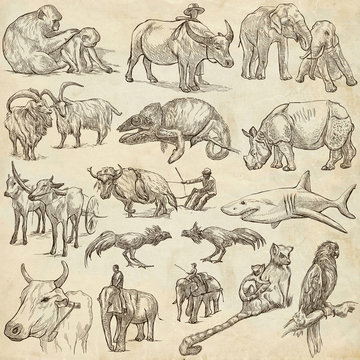 animals around the world - an hand drawn pack