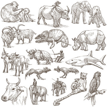 animals around the world - an hand drawn pack