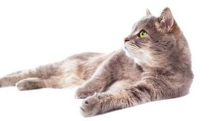 The gray cat lies on one side, a white background