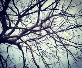 Life on tree