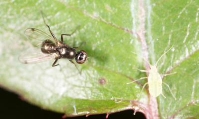 fly on a green leaf. macro