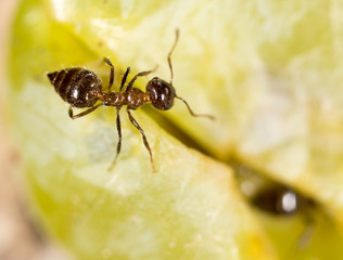 ant in nature. macro