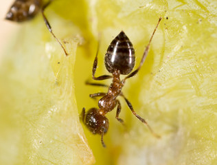 ant in nature. macro