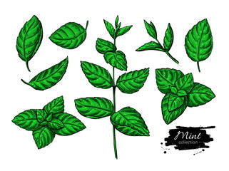 Mint vector drawing set. Isolated plant and leaves. Herbal hand 