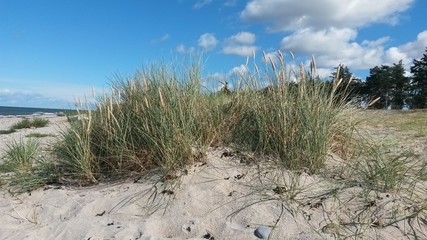 Gräser am Strand