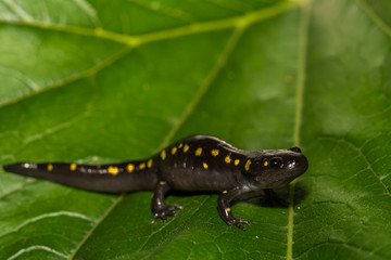 Spotted Salamander