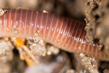 red worm in the ground. macro