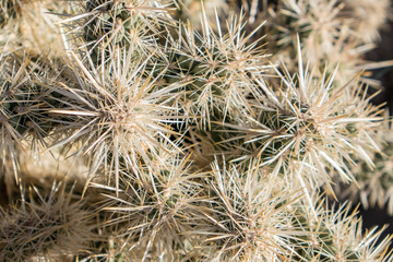 Cacuts in the Dessert in Joshua Tree National Park