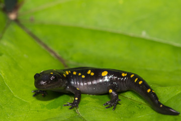 Spotted Salamander