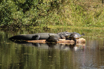 alligator and turtles on log raft