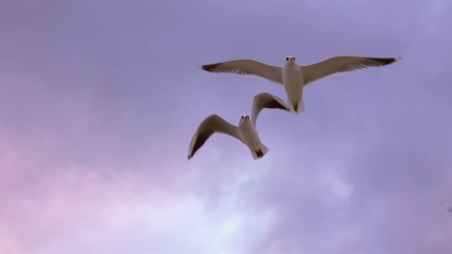 Seagulls Flying Over the Sea and Eating Pieces of Bread at Sunset
