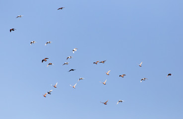 Fototapeta premium Dove in flight against blue sky