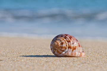 One seashell lays on the sand of a beach under bright sunlight, with blurred ocean water on the background. Concept for vacation and leisure.