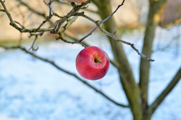 A red apple hanging in a dry tree, in winter