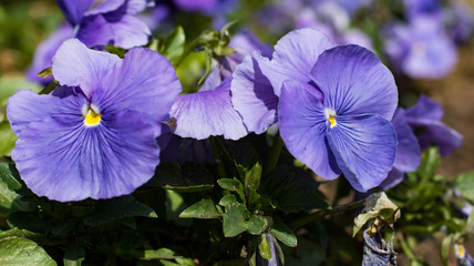 Pansies.  Popular winter annuals.  Landscape plants.  