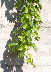grape leaves on concrete background