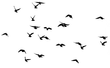 silhouette of a flock of birds on a white background