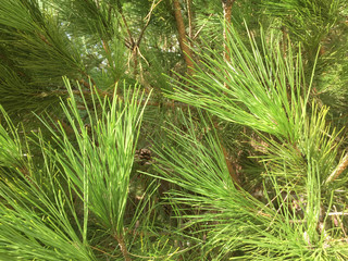 Natural green pine tree background