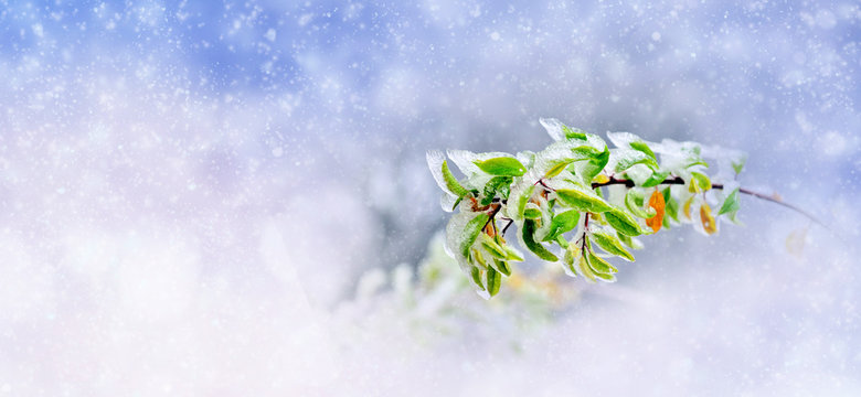 Winter background with frozen branch