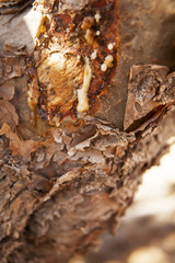 Boswellia sacra tree - frankincense resin