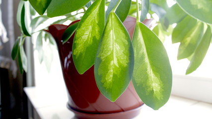 flower plants leaves close up on the window