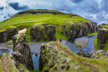 Obraz premium White sheep grazing on the cliff