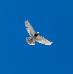 Obraz premium One pigeon in flight against a blue sky
