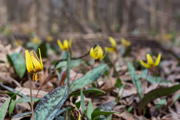 Trout Lily.  Spring wildflowers in a North Carolina forest.  