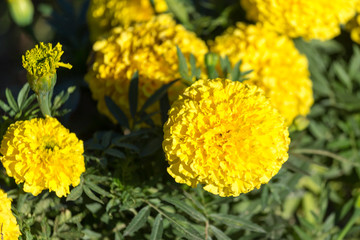 beautiful yellow flower in nature