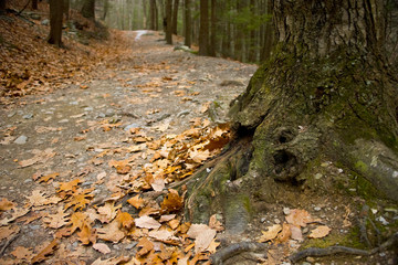 Forest Path in Autumn