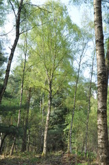 Klarer Birkenwald