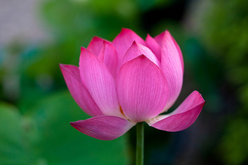 Blooming lotus flower in a pond Korea