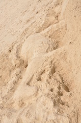 Sandpferd am Strand