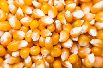 Corn for popcorn background 