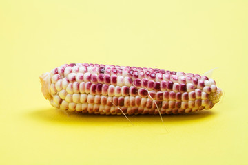 Corn in yellow background 