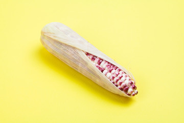 Corn in yellow background 