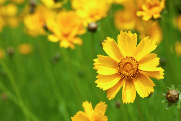 Yellow Cosmos flowers blooming background